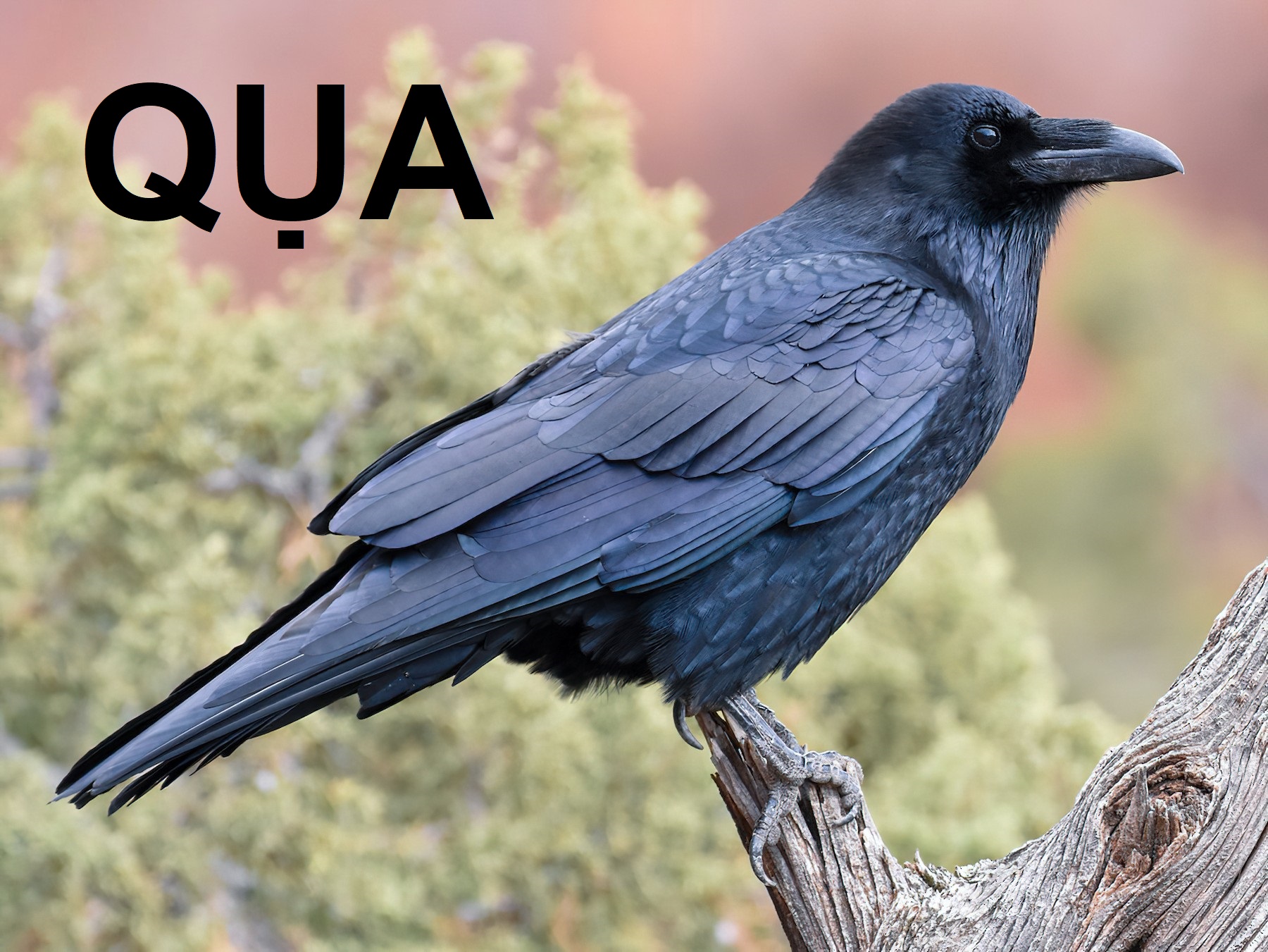 Học tiếng Anh dễ dàng hơn với hình ảnh về loài chim quạ và bộ từ vựng liên quan. Tạo ra câu hỏi và trả lời cho nhau để rèn luyện kỹ năng ngôn ngữ tiếng Anh của bạn ngay từ hôm nay.