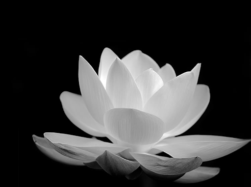 Hoa sen trắng nền đen có ý nghĩa rất sâu sắc và cũng rất quan trọng trong văn hóa đông á, đại diện cho sự thanh tao và tinh khiết. Với ảnh này, bạn sẽ có một cái nhìn tổng thể về vẻ đẹp của nó mà mang lại cho bạn một lượng lớn sự trân trọng và cảm xuống đến tận đáy lòng.
