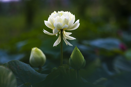 Top 101 hình ảnh hoa sen trắng đẹp nhất