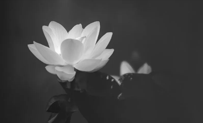 Ý nghĩa hình hoa sen trắng nền đen là gì?