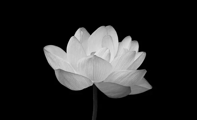 Tìm hiểu ý nghĩa ý nghĩa hình ảnh hoa sen trắng nền đen và sự phân chia trong tâm trí
