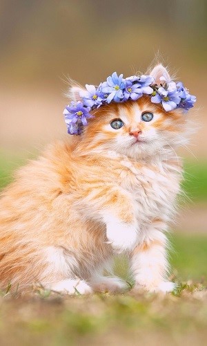 Hình Ảnh Mèo Ff Cute, Hài Hước, Cười Nổ Đom Đóm Mắt